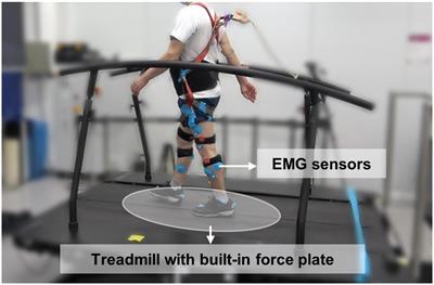 Classification of gait phases based on a machine learning approach using muscle synergy